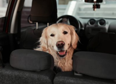 Arabanızdan Köpek Tüylerini Nasıl Çıkarırsınız Arabanızdan Köpek Tüylerini Nasıl Çıkarırsınız